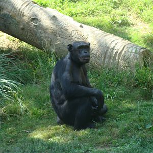 Chimpanzee at the Los Angeles Zoo