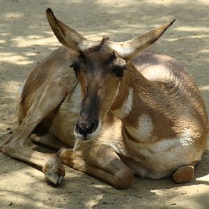 Peninsular Pronghorn at the Los Angeles Zoo