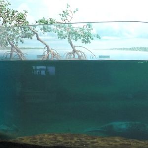 Manatee Tank