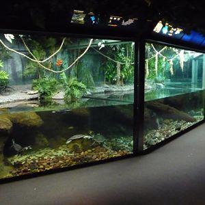 Reptile House - Turtle Displays