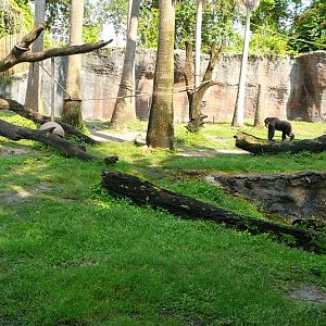Chimpanzee Yard