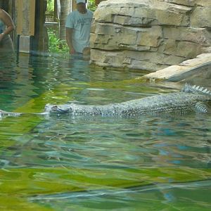 Gharial