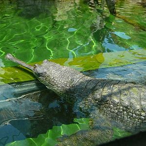 Gharial