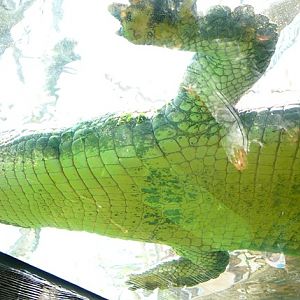 Underside of a Gharial