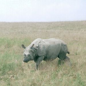 Indian Rhinoceros