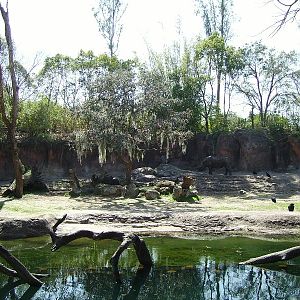 Black Rhinoceros Yard