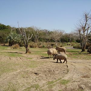 Southern White Rhinoceros