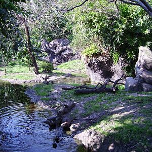 Asian Small Clawed Otter Yard