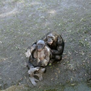 Bonobos