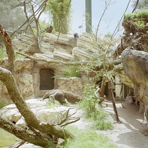 Giant Anteater Enclosure
