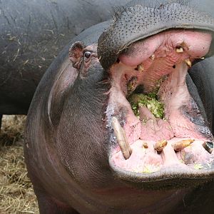 Common Hippo @ WMSP  13.3.06