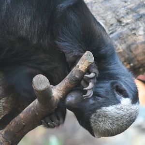 Honey Badger @ Edinburgh 17.10.07