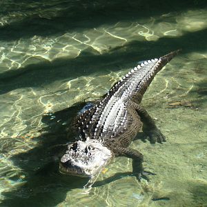 American Alligator at the Los Angeles Zoo