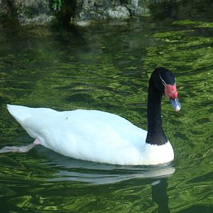Black-necked Swan at the Los Angeles Zoo