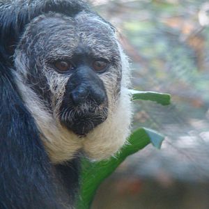 White-faced Saki Monkey at the Los Angeles Zoo
