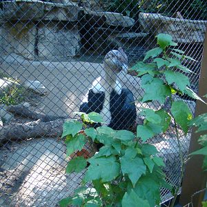 Andean Condor at the Los Angeles Zoo
