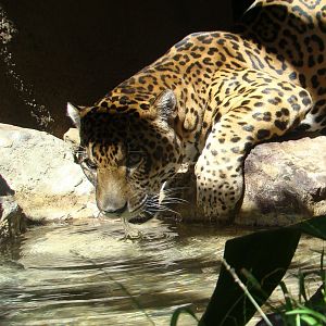 Jaguar at the Los Angeles Zoo