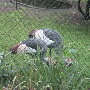 Burgers Zoo - Crowned cranes