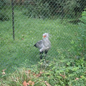 Burgers Zoo - Secretary bird