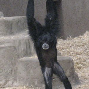 Burgers Zoo - Siamang