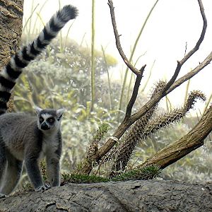 Ringtail lemur