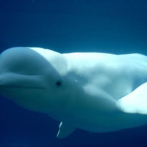 Beluga