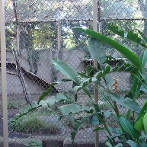 Jaguar exhibit at the Los Angeles Zoo
