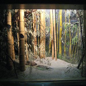 Exhibit for Pgymy sugar gliders
