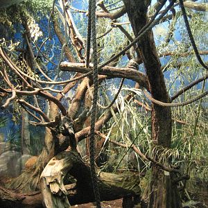 Detail of Aye-Aye Exhibit