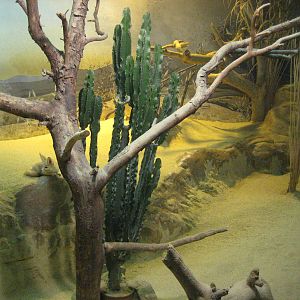 Detail of the Fennec fox exhibit
