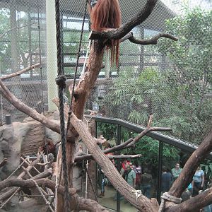 Orang-Utan male in the first Orang-Exhibit