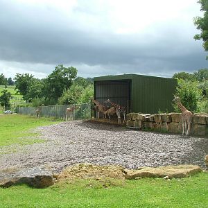 Giraffe shelter at Longleat August 2008