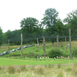 Flamingo Valley at Longleat August 2008