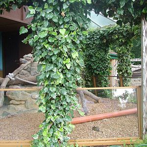 Over-elaborate Degu enclosure at Longleat August 2008
