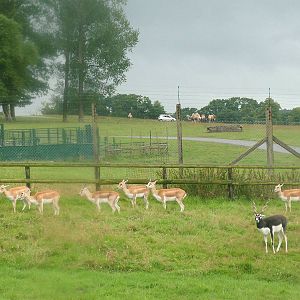 Blackbuck at Longleat August 2008