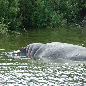 Common Hippo at Longleat August 2008