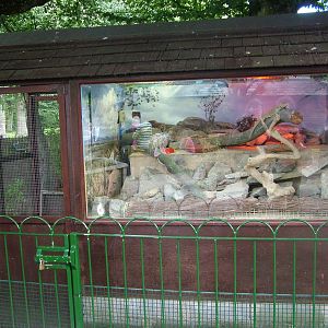 Bearded Dragon exhibit at Longleat August 2008