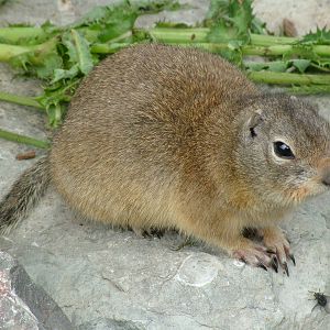 Richardson's Ground Squirrel at Longleat August 2008