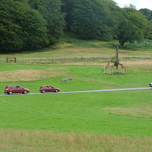 East African Reserve at Longleat August 2008