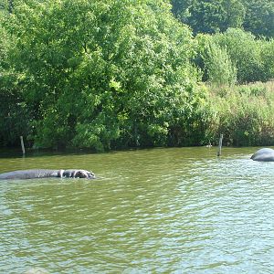 Common Hippos at Longleat August 2008