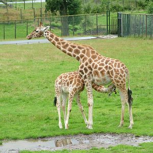 Giraffe suckling at Longleat August 2008