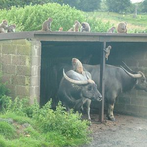 Rhesus Monkeys and Water Buffalo at Longleat August 2008