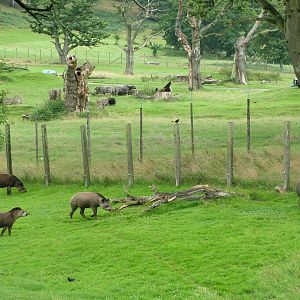 Brazilian Tapirs at Longleat August 2008