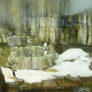 Montreal Biodome - Penguin Exhibit
