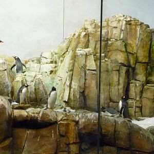 Montreal Biodome - Penguin Exhibit