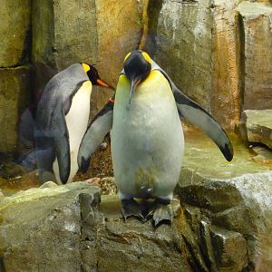 Montreal Biodome - Penguins
