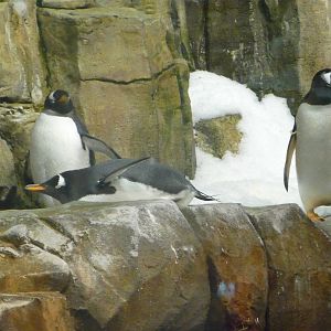 Montreal Biodome - Penguins