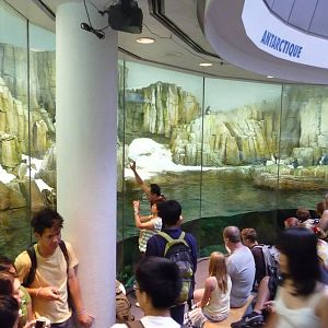 Montreal Biodome - Penguin Exhibit Viewing Window