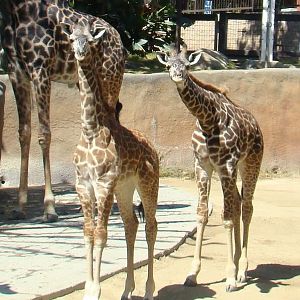 Masai Giraffes at the Los Angeles Zoo