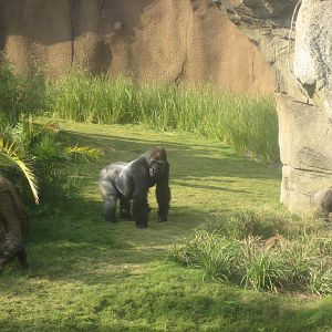 Western Lowland Gorillas at the Los Angeles Zoo